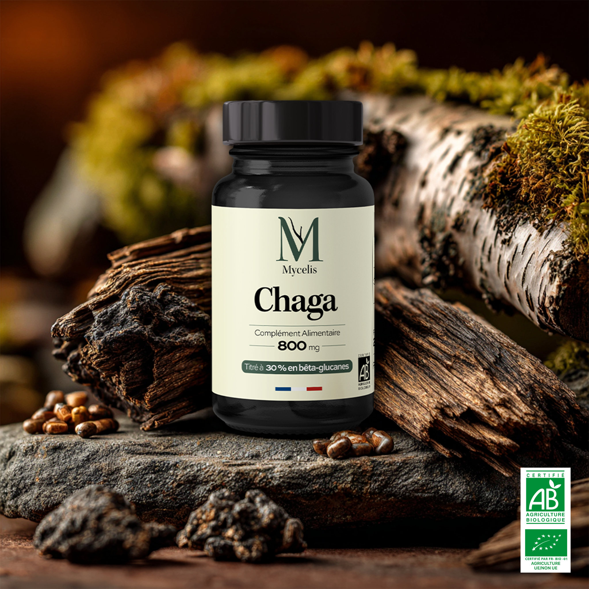 CHAGA - Champignon Bio