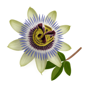 Passionflower