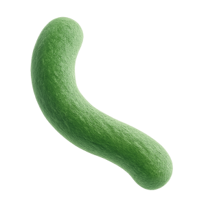 Lactobacillus acidophilus