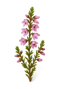 Heather