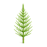 Cola de caballo de campo