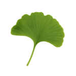 Ginkgo biloba
