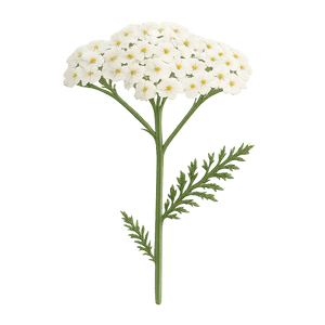 Yarrow