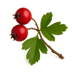 Hawthorn