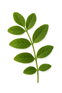 Desmodium adscendens