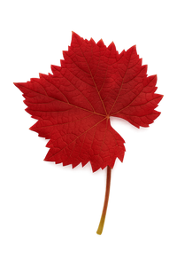 Vigne Rouge