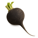 Black radish