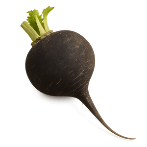 Radis noir