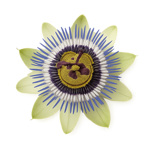Passiflore