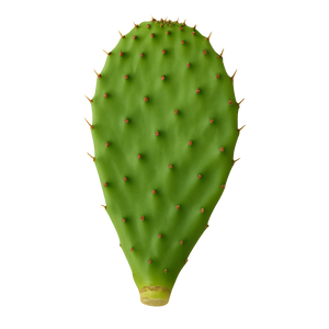 Nopal