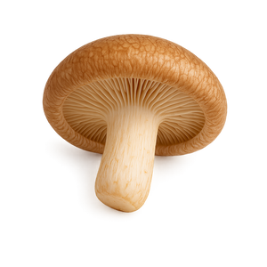 Stérols naturels
