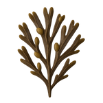 Fucus Vesiculosus 
