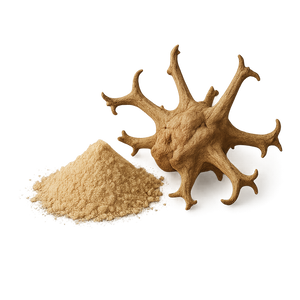 Harpagofito procumbens