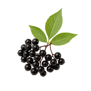 Sureau noir