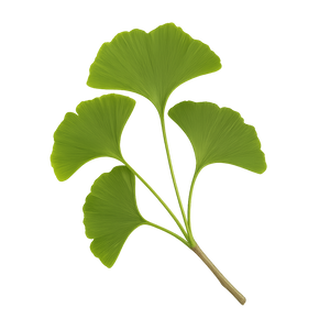 Ginkgo biloba