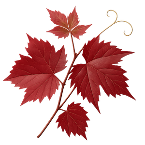 Vigne Rouge