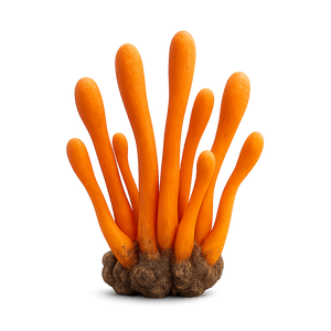 Cordycépine